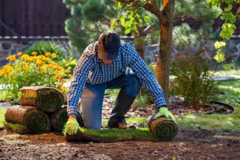 A person in a plaid shirt and cap kneels in a garden, rolling out fresh sod.
