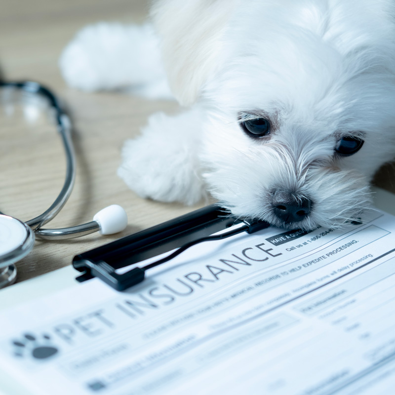 pet insurance papers and a dog